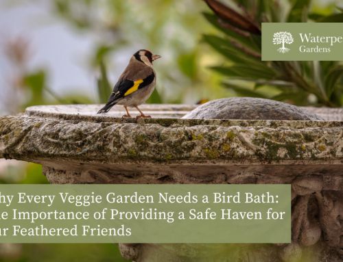 Why Every Veggie Garden Needs a Bird Bath: The Importance of Providing a Safe Haven for Our Feathered Friends