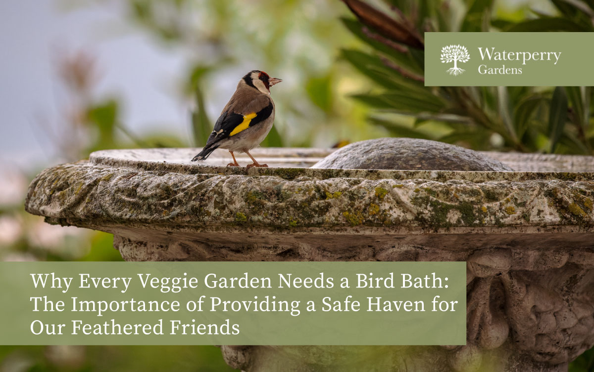 Why Every Veggie Garden Needs a Bird Bath: The Importance of Providing a Safe Haven for Our Feathered Friends