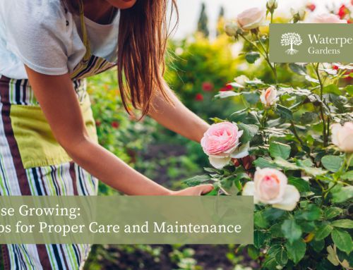 Growing Roses: Tips for Proper Care and Maintenance
