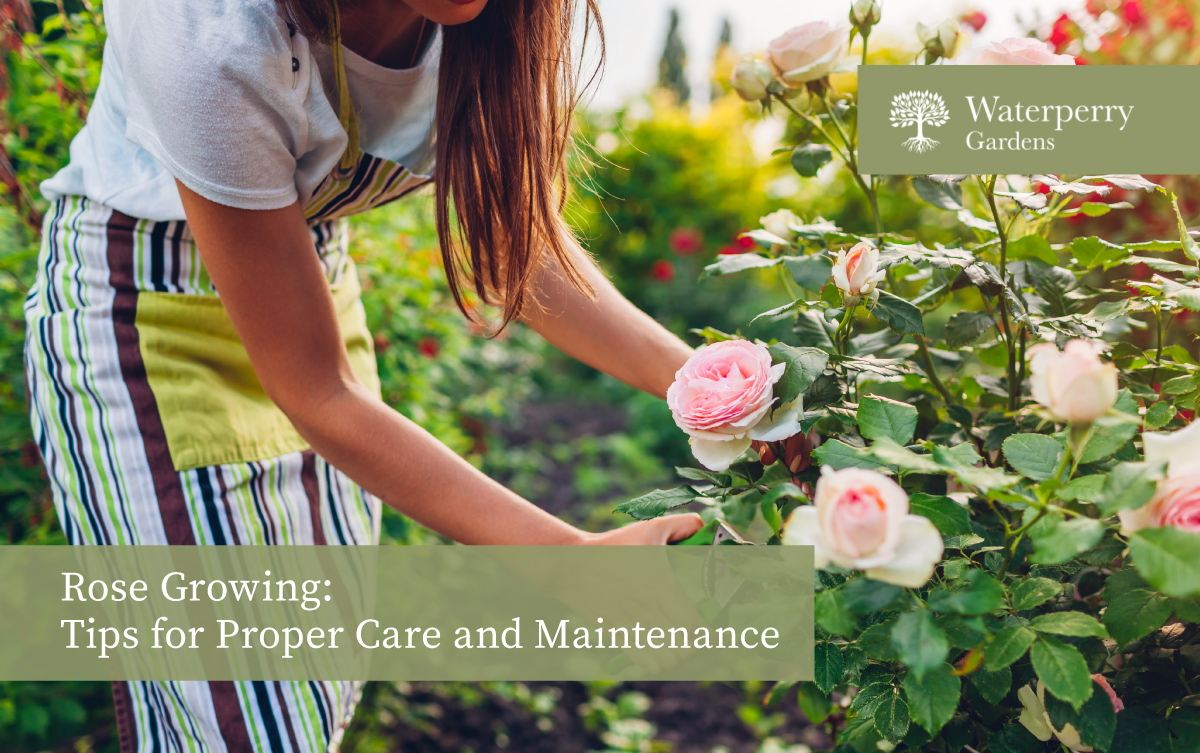 Growing Roses: Tips for Proper Care and Maintenance