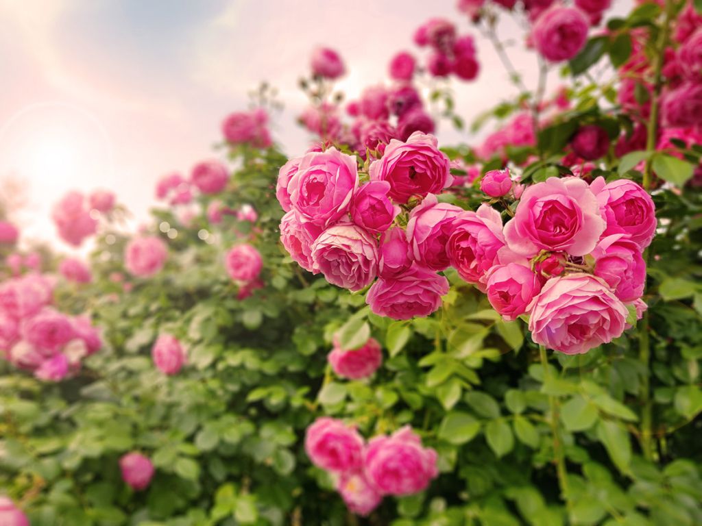 beautiful pink climbing roses spring