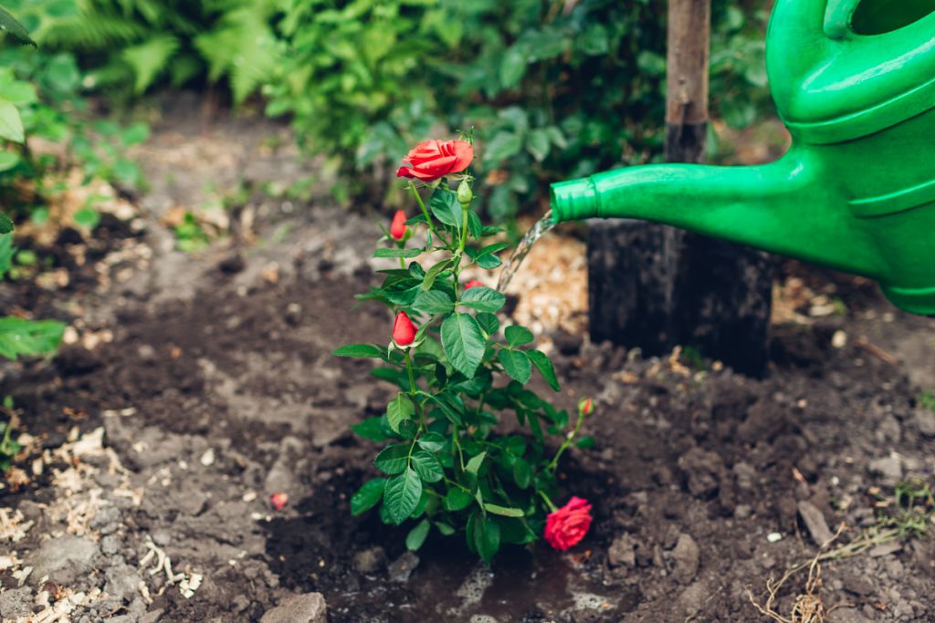 watering roses