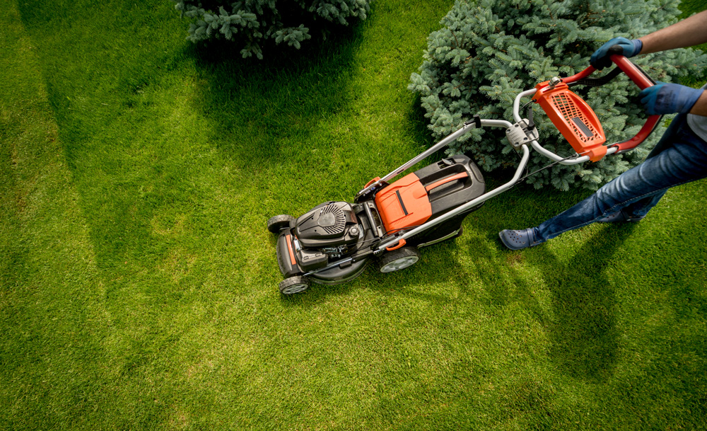 Garden Lawn Care: Understanding the Needs of Your Law