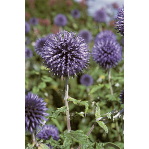 Echinops ritro Veichs Blue