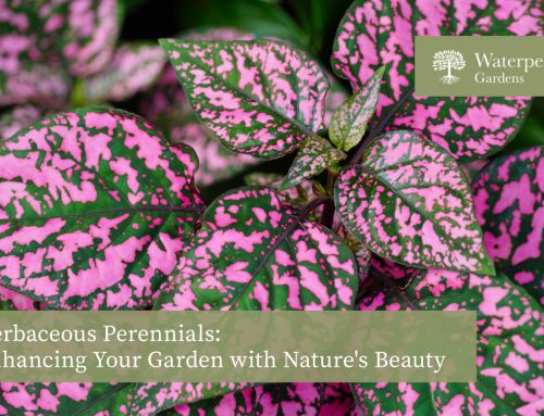 Herbaceous Perennials: Enhancing Your Garden with Nature’s Beauty