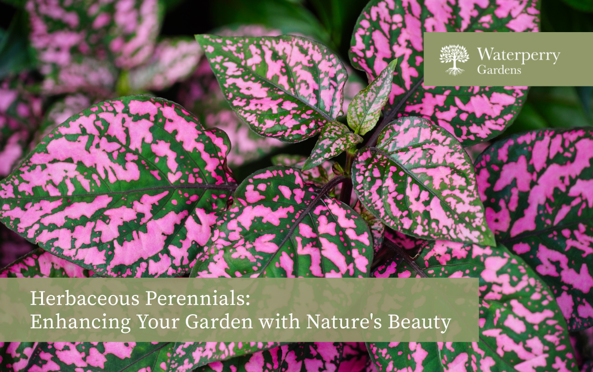 Herbaceous Perennial