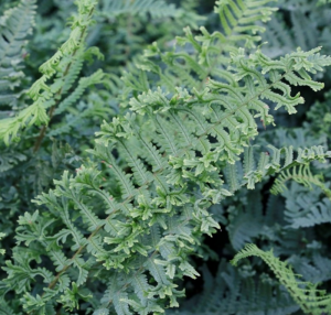 Dryopteris affinis The King