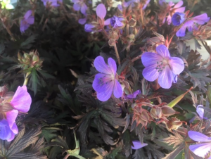 Geranium pratense 'Black Beauty'