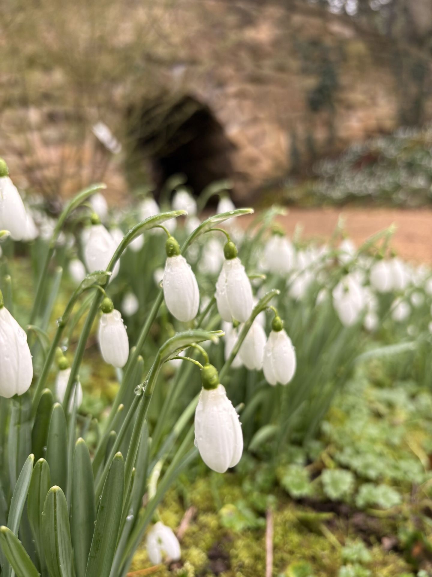 Snowdrops