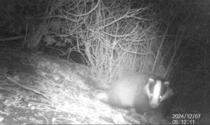 Badger on camera