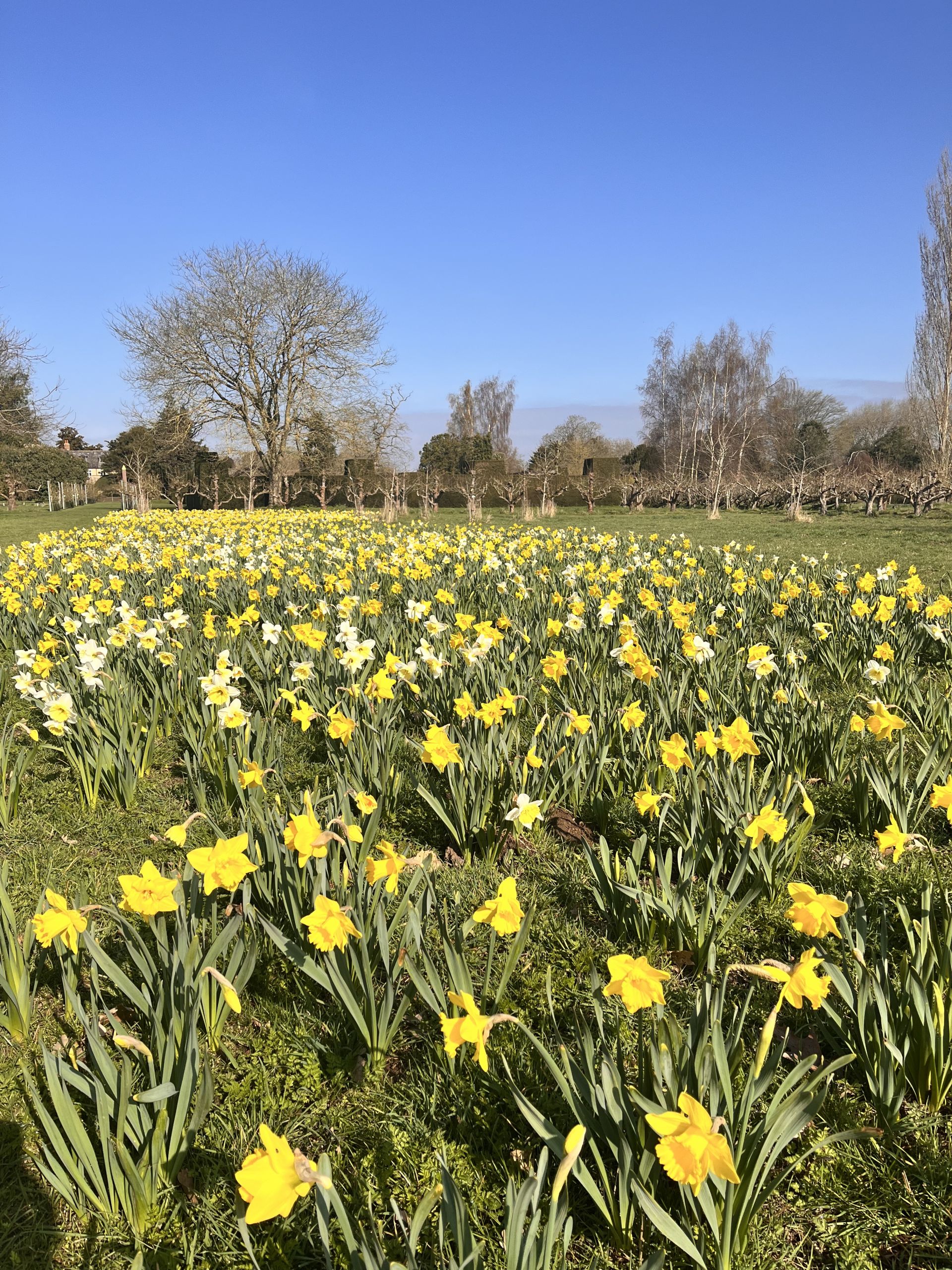 Daffodil Meadow