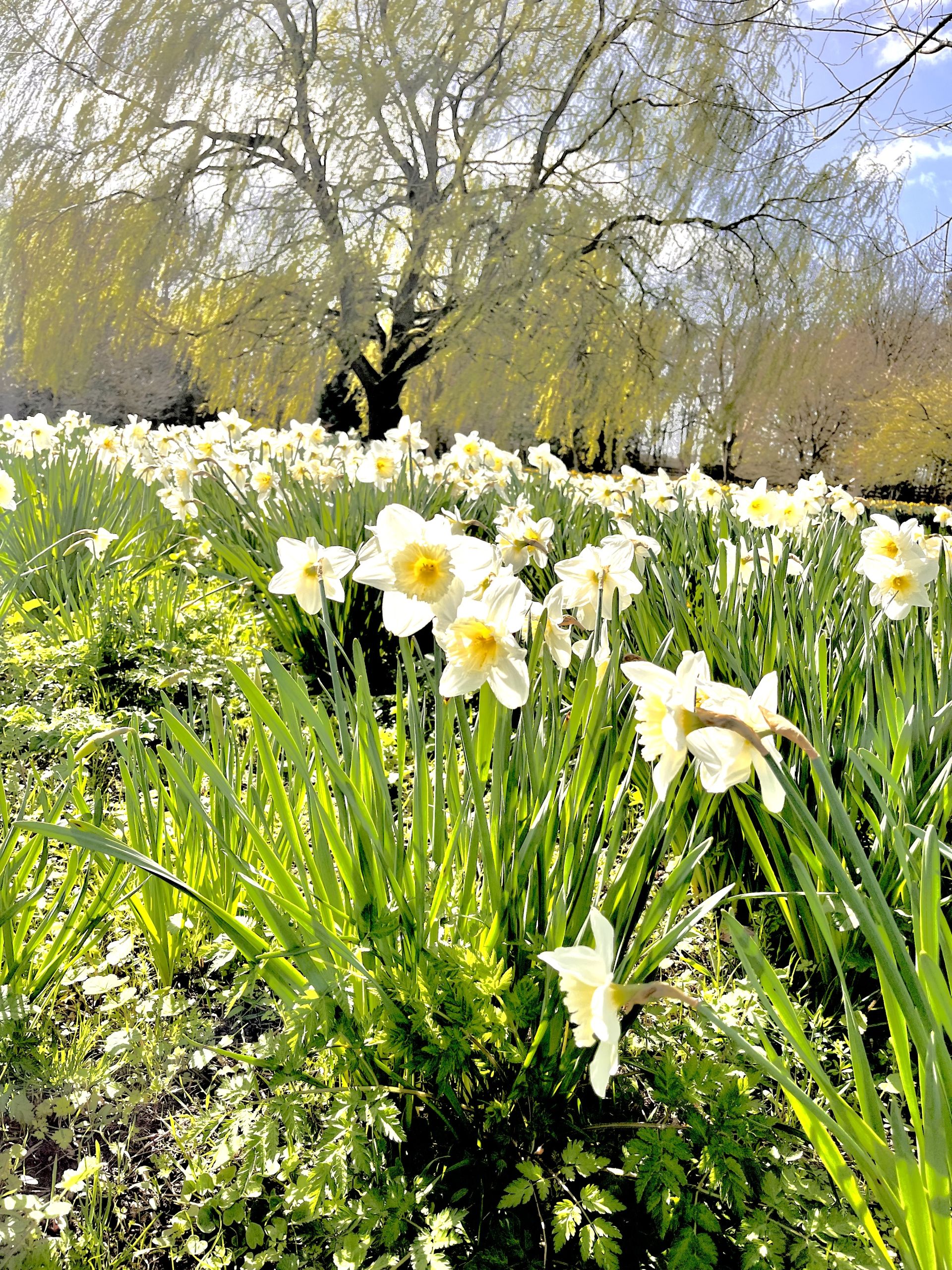 Daffodil Meadow