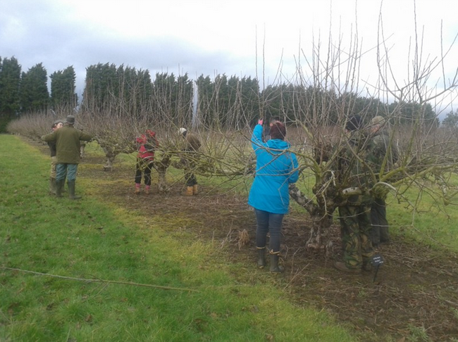 Pruning Fruit Workshop