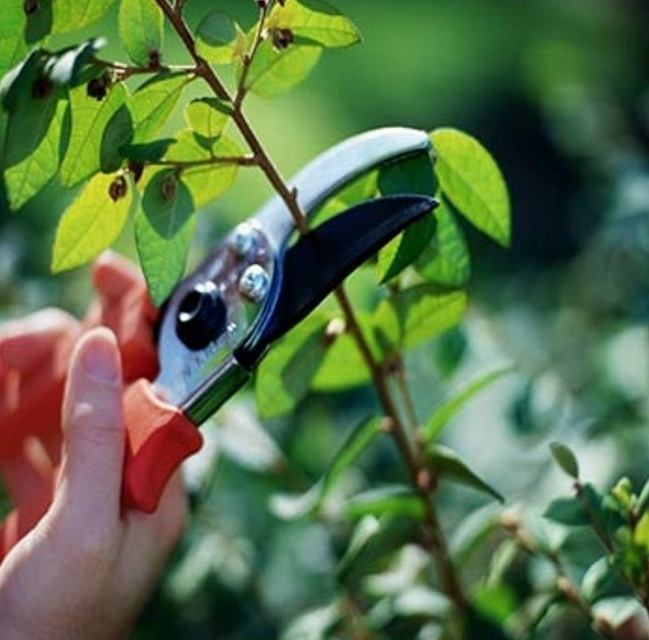 Pruning Fruit Bushes