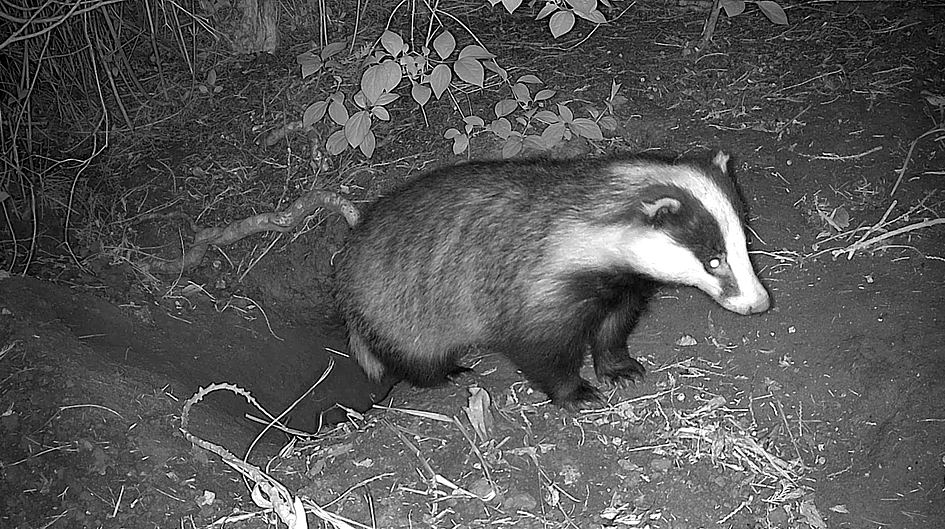 Badger Footage 4