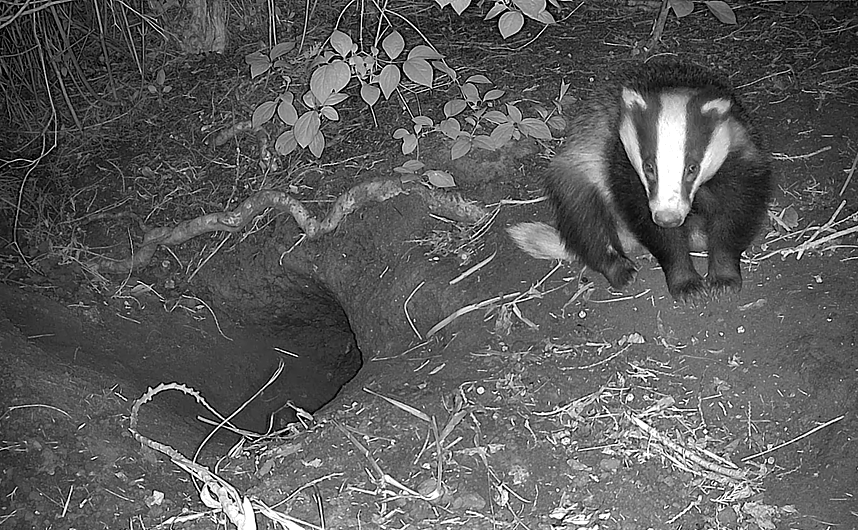 Badger Footage 2