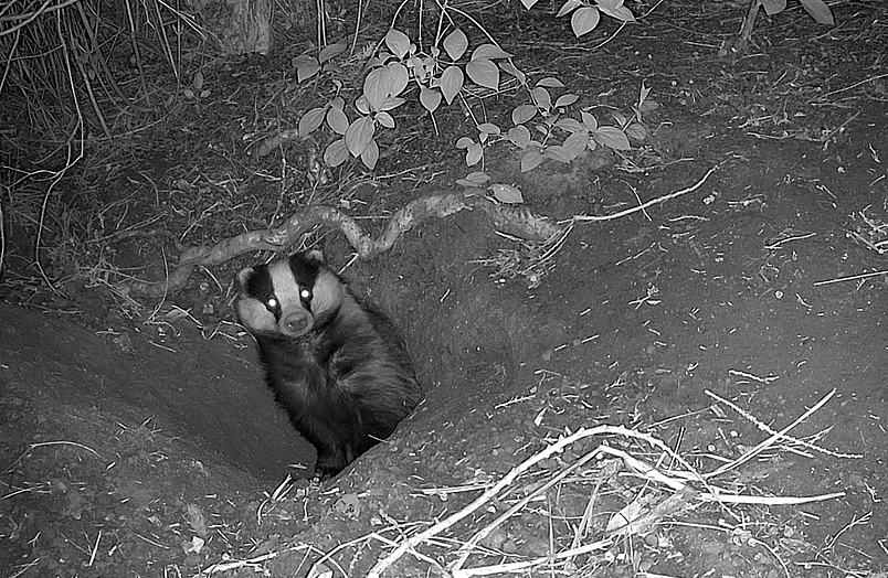 Badger Footage 1