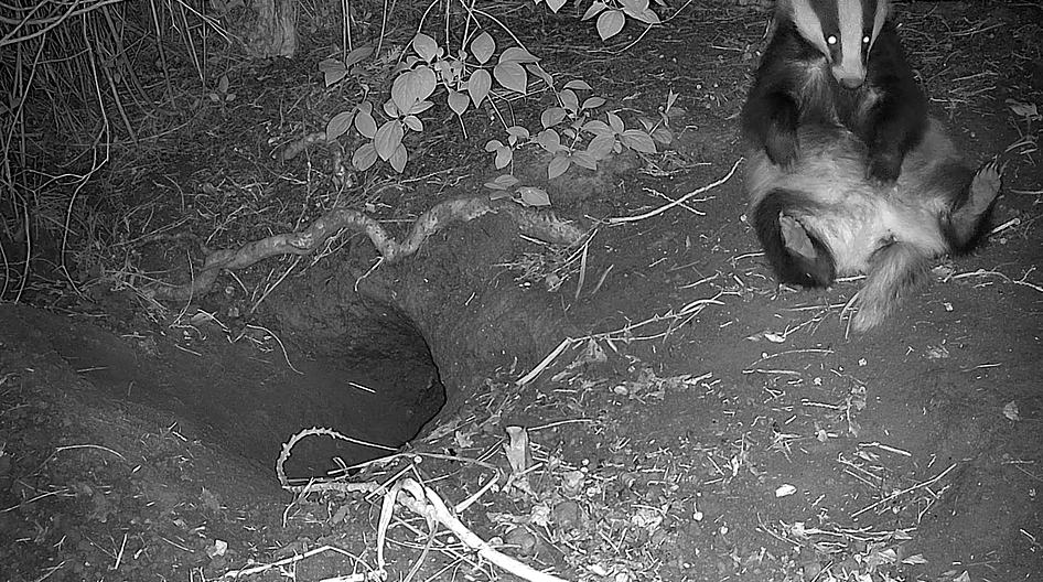 Badger Footage 3