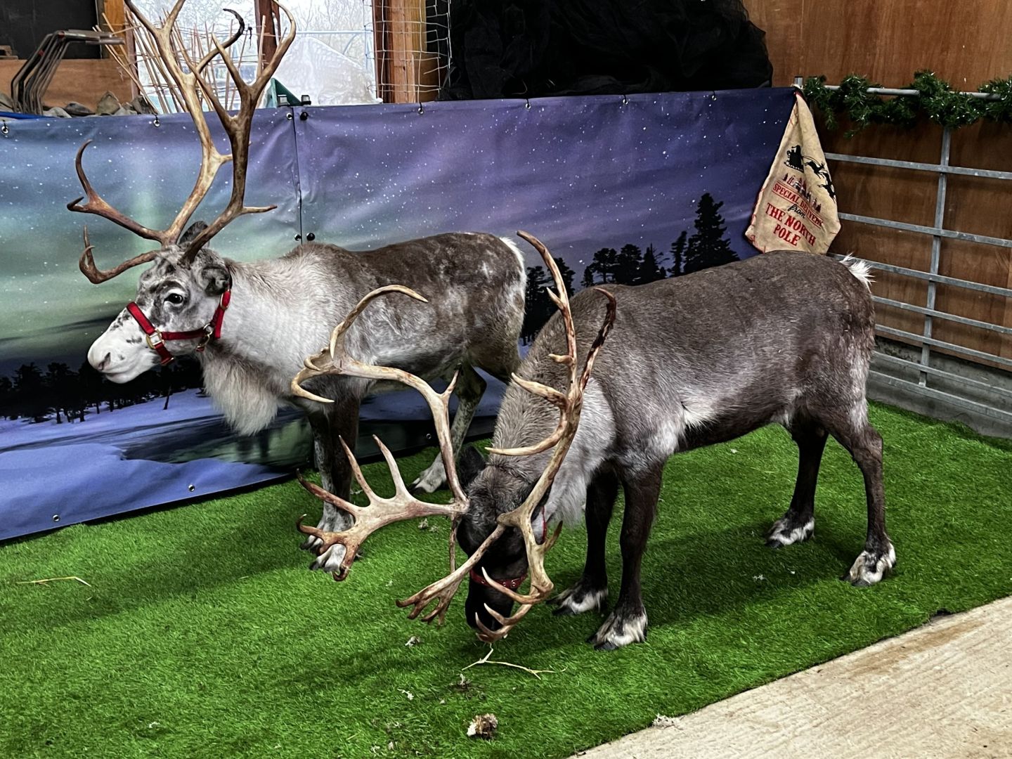 Real Reindeer