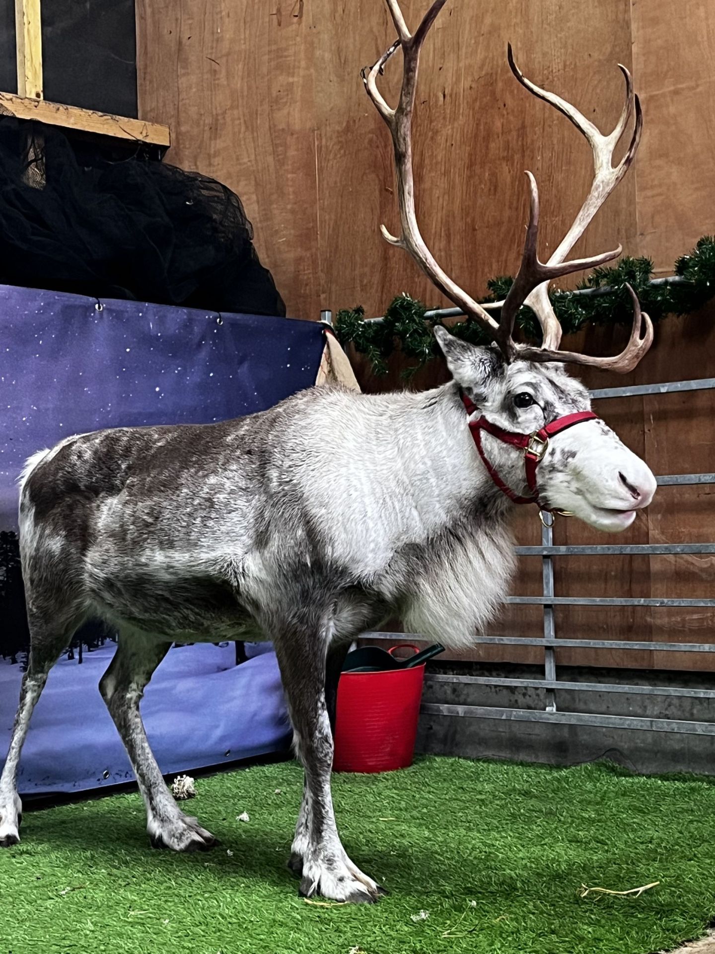 Real reindeer
