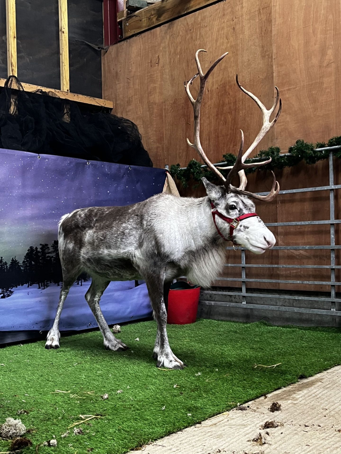 Real Reindeer