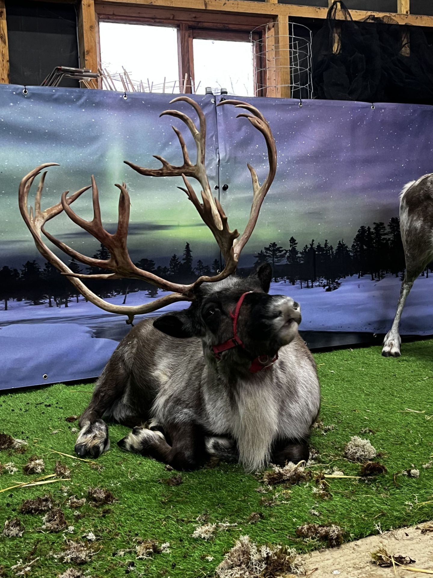 Real Reindeer