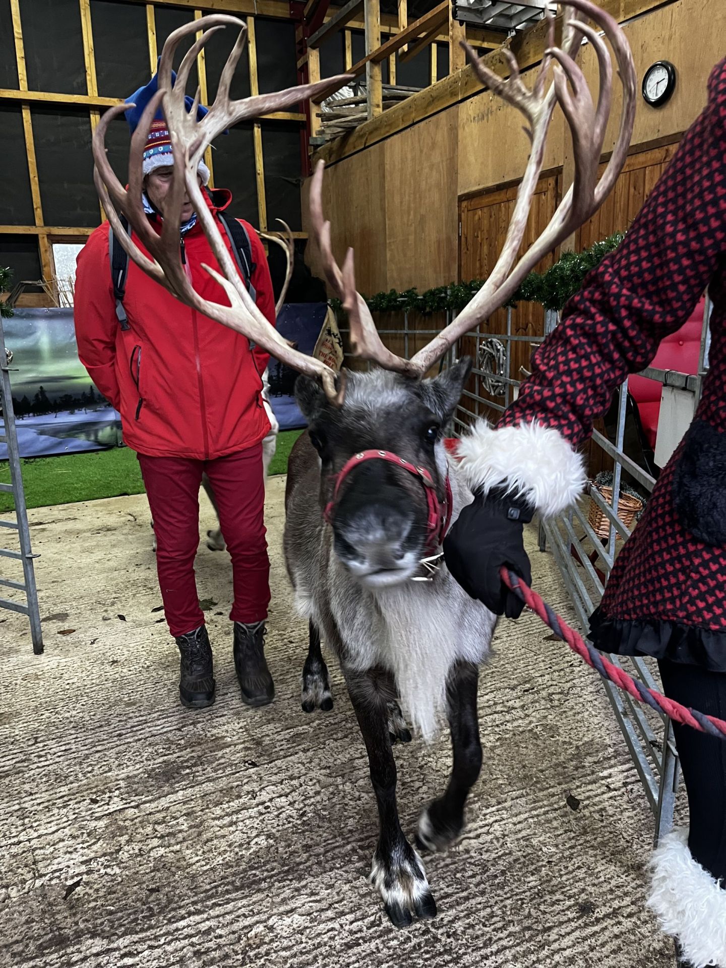 Real Reindeer